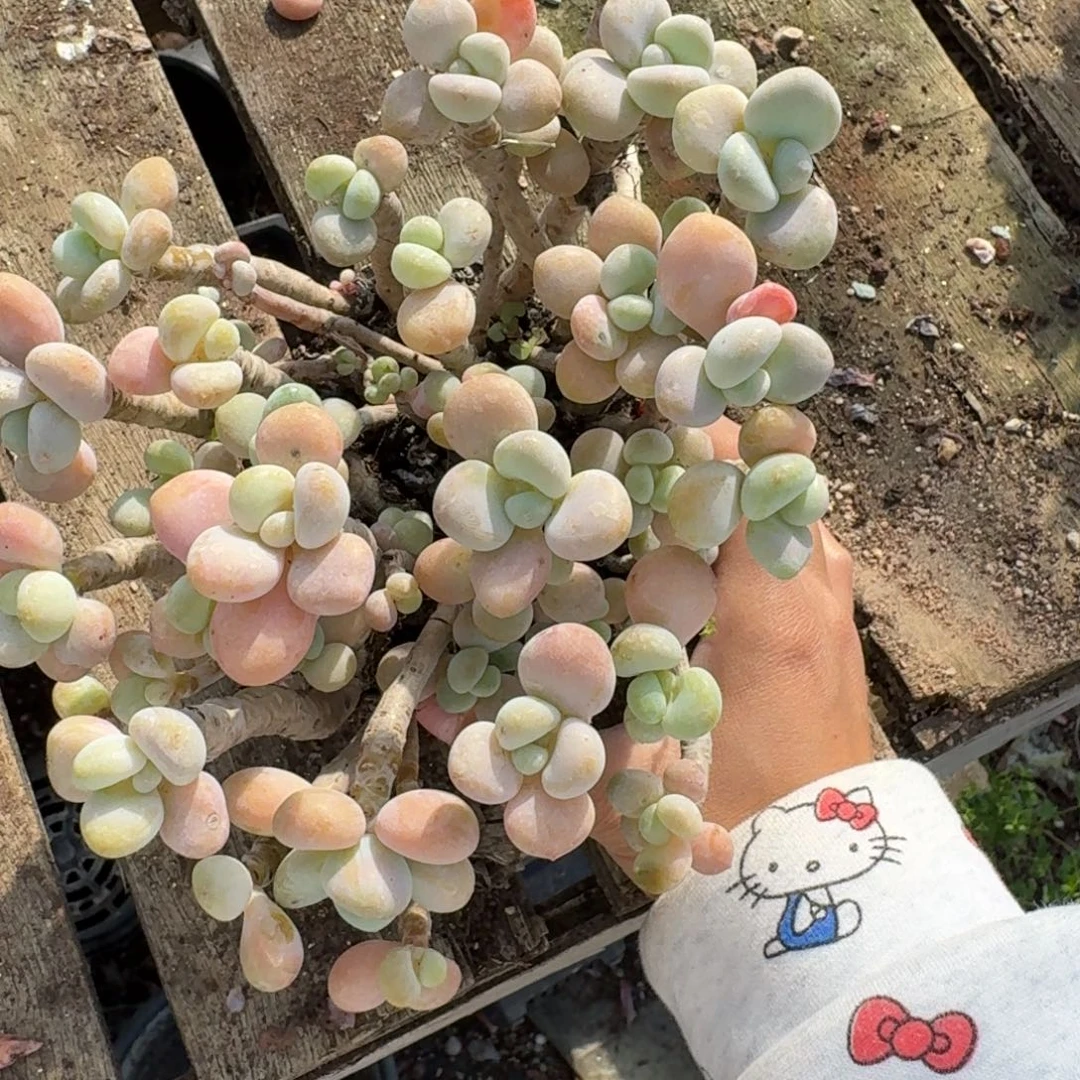 姚***学多肉 一颗 不包损39号