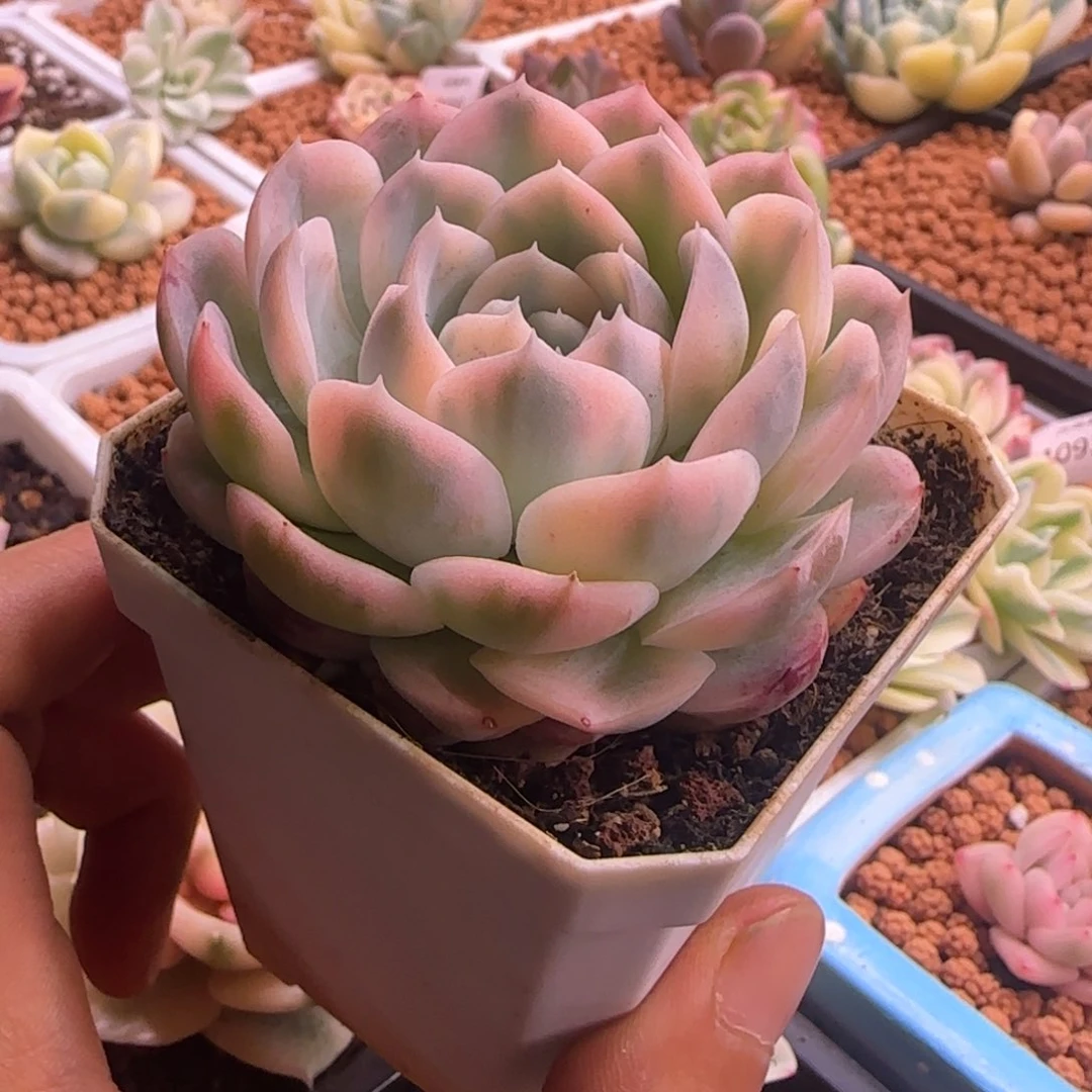 蹲*儿蹲蹲 多肉植物