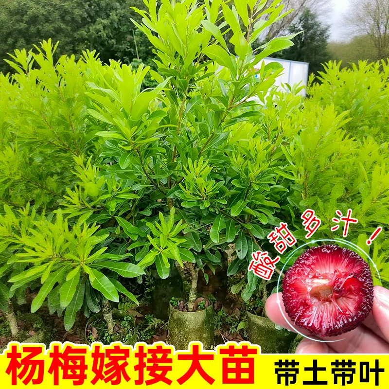 东魁杨梅树苗嫁接苗正宗黑炭早熟带土叶地栽乌梅大果杨梅苗果树苗