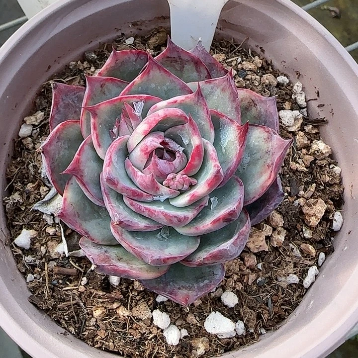 136 惊鸿仙子多肉植物6-9cm