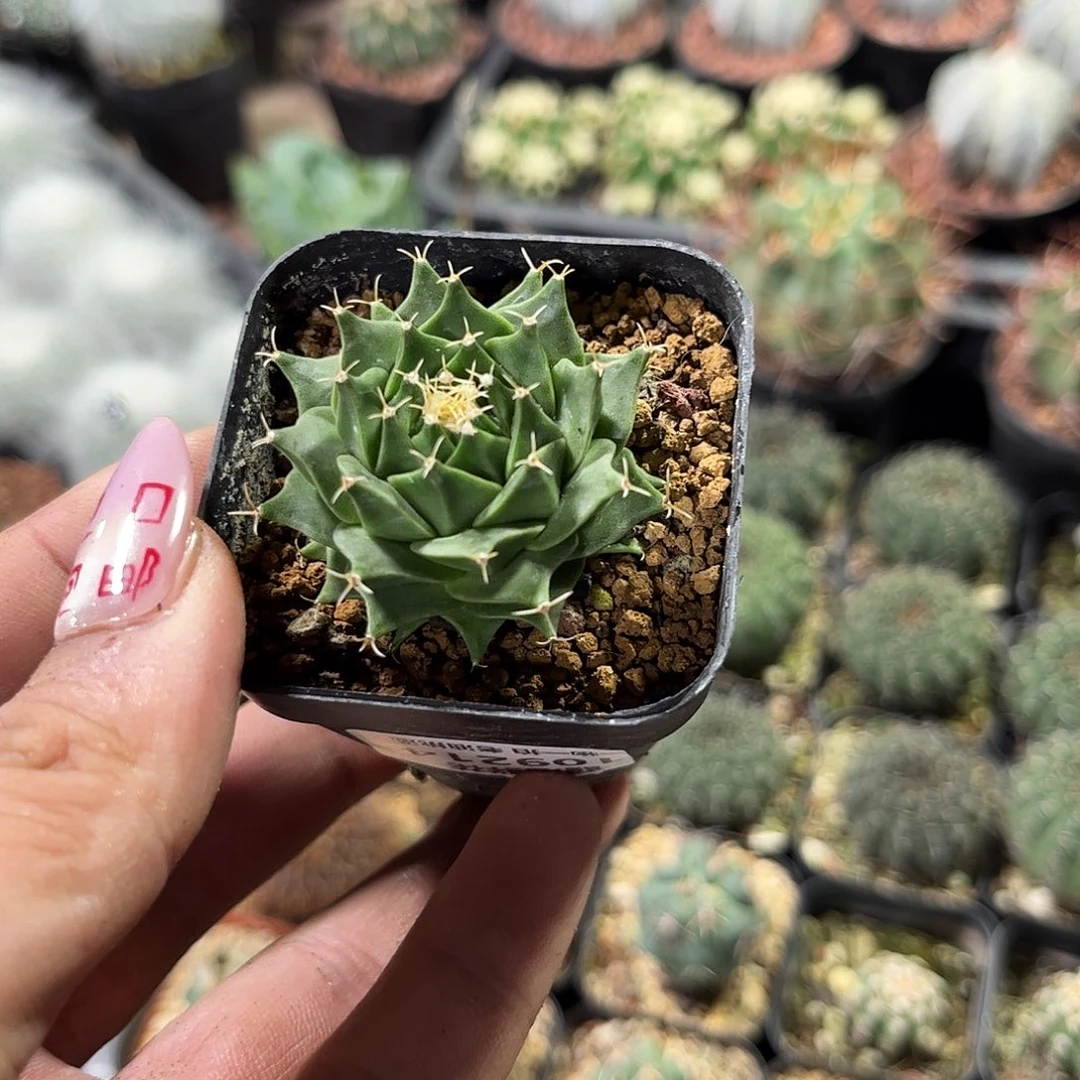 杨***帅109214一物一拍单头发货