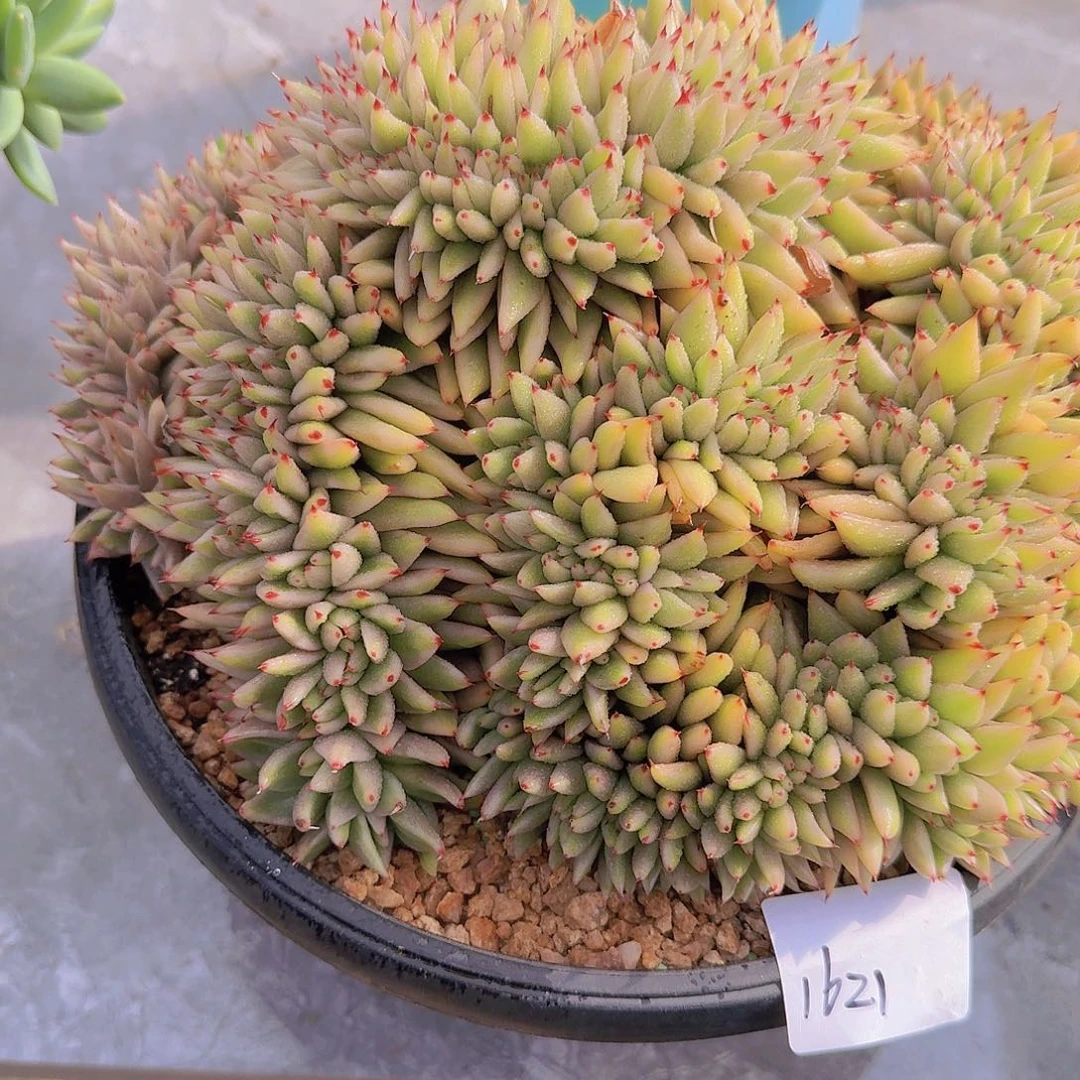 1621杂交缀多肉植物