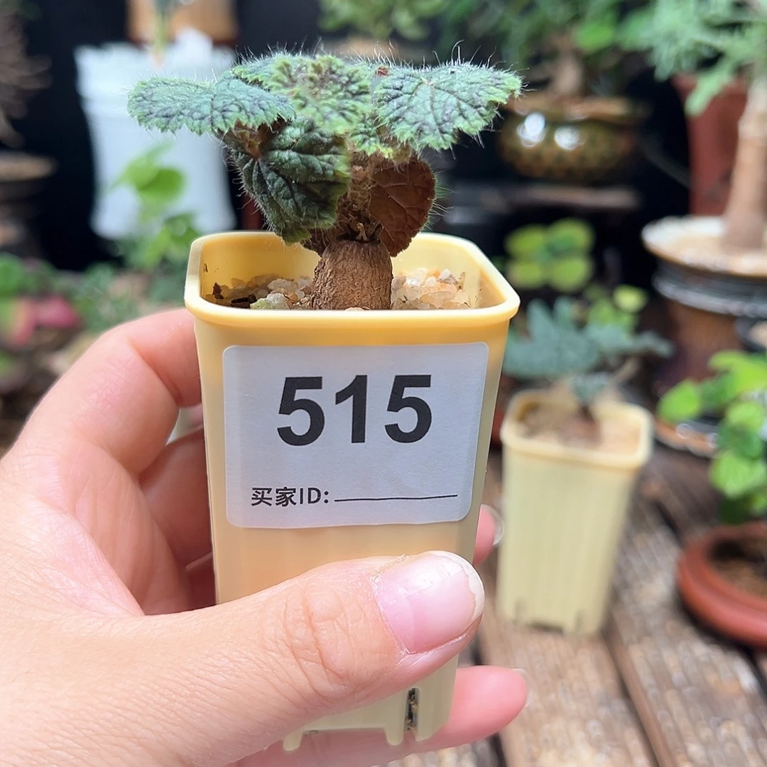 J***y圆叶洋葵带盆包邮