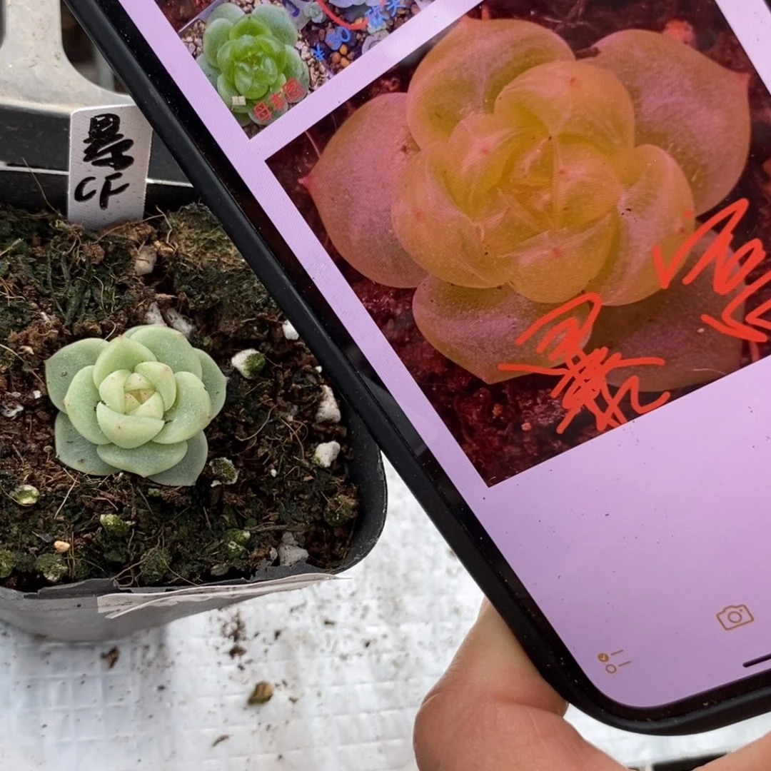 标签138暴富一个多肉