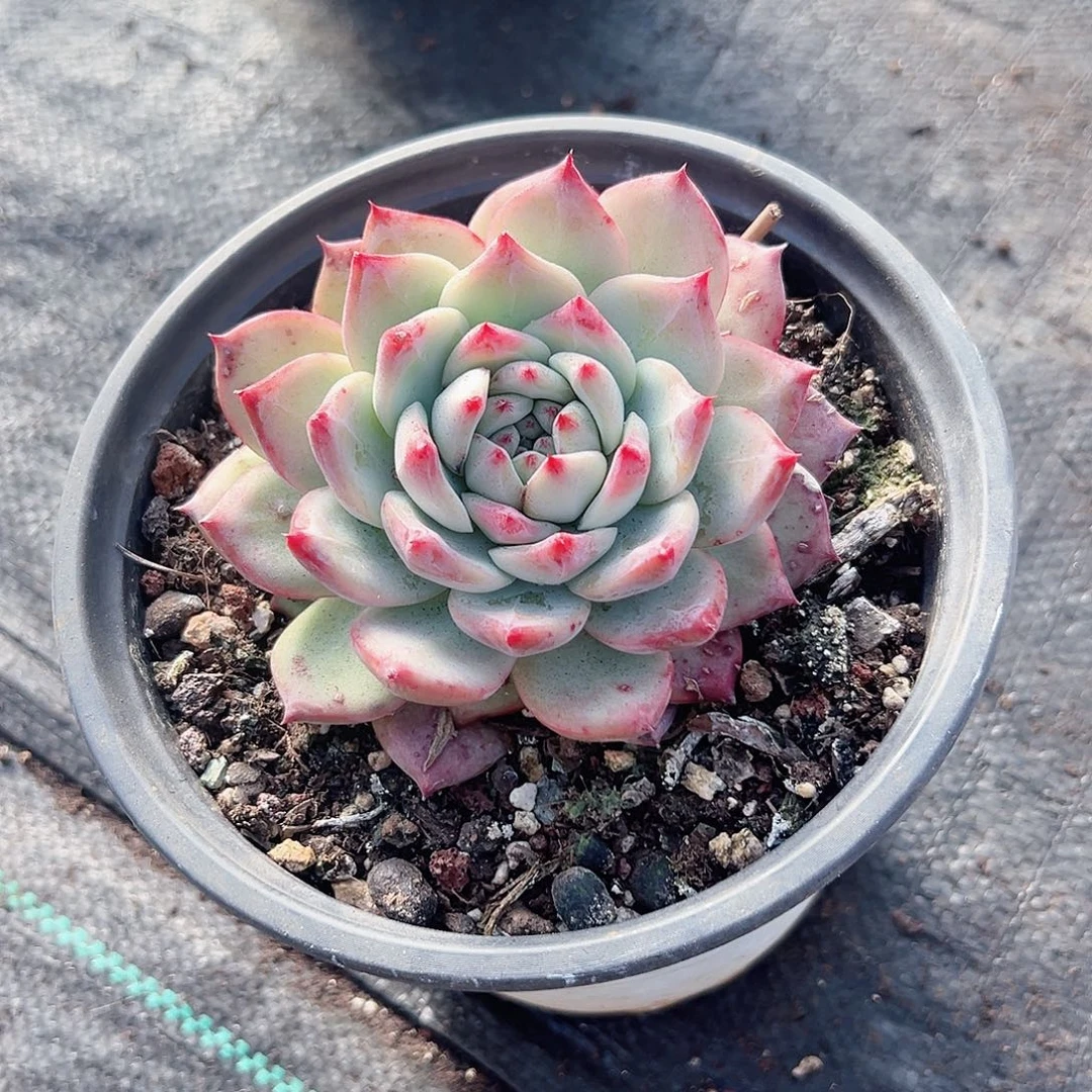 多肉植物植物脱土发货