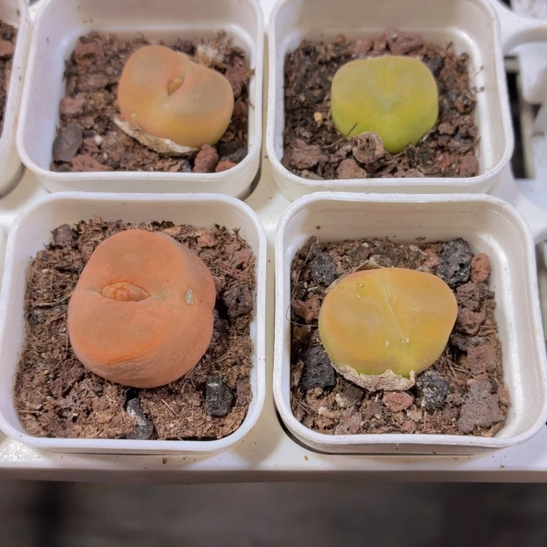 蟠桃毛汗尼多肉9.9包邮发货