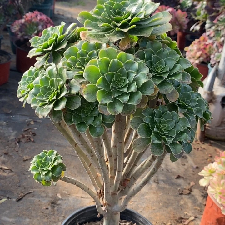 原始绿37多肉植物法师法师