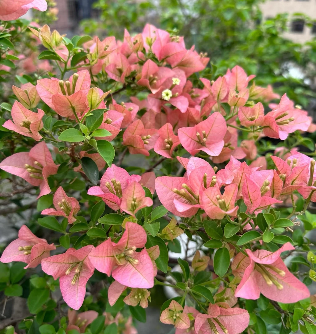 【卡亚塔】伊娃系列三角梅四季超勤花原盆基地直发带花阳台庭院易养