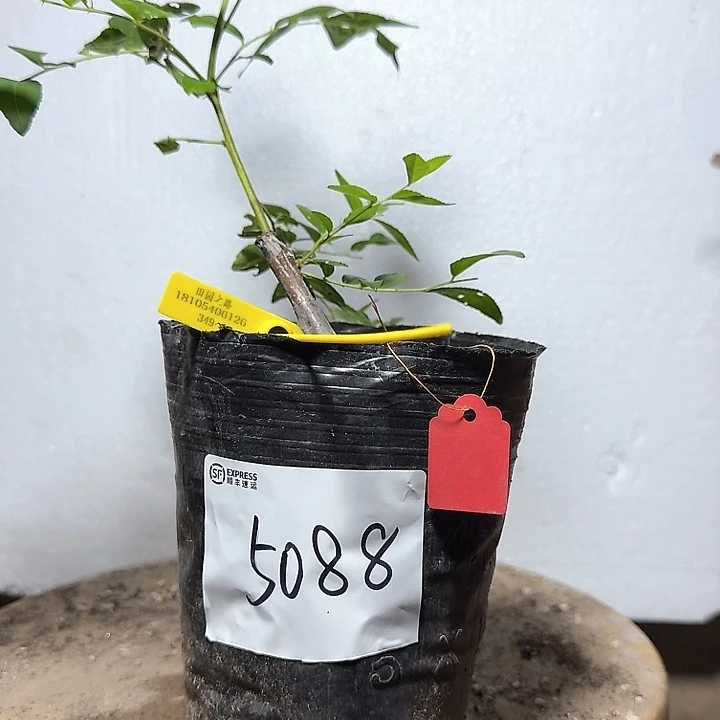 如***在无花朵葫芦杯苗5088