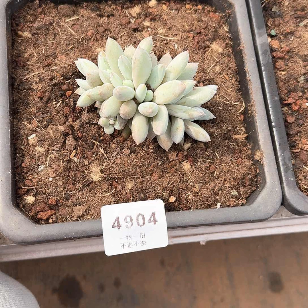 我****黑4904号哥特萝莉