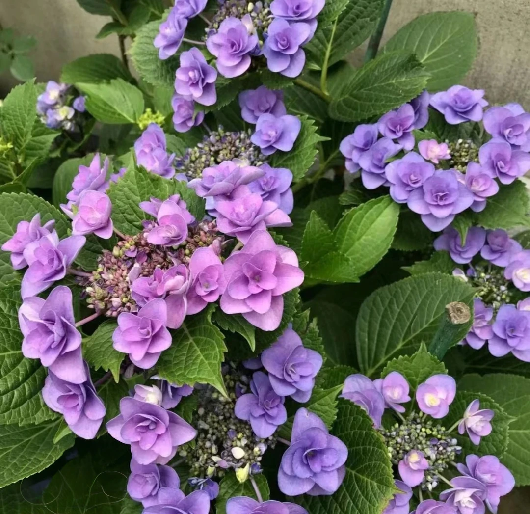 【妖精之瞳】5加仑 粉紫平顶绣球多年生露天苗生花苞发原盆原土基地