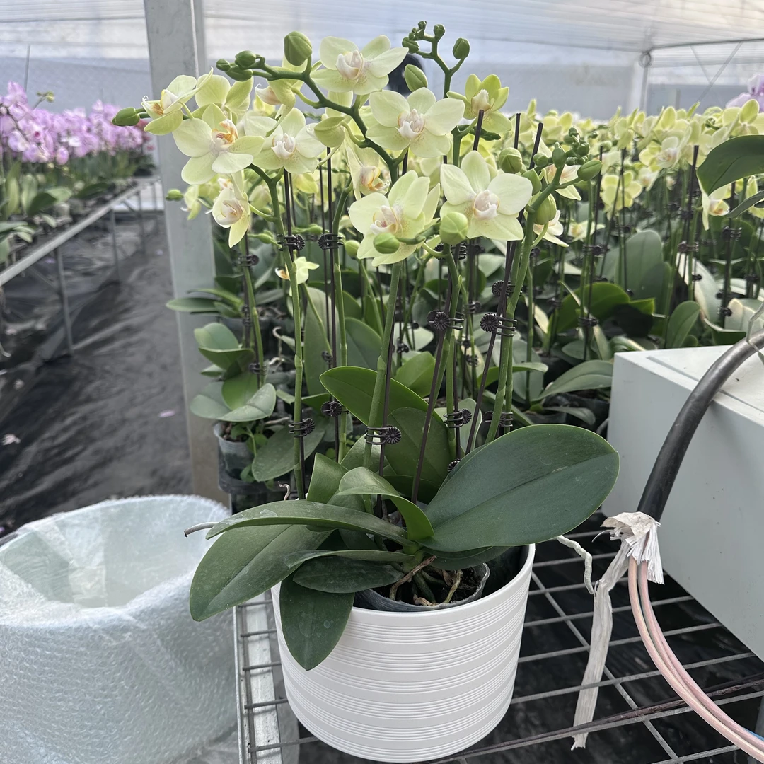 欧品卡利-蝴蝶兰年宵花组盆