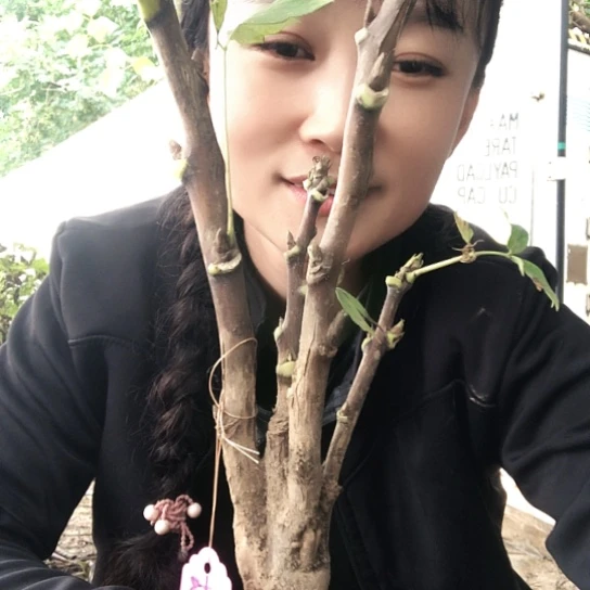 完全开放杨贵飞两枝条