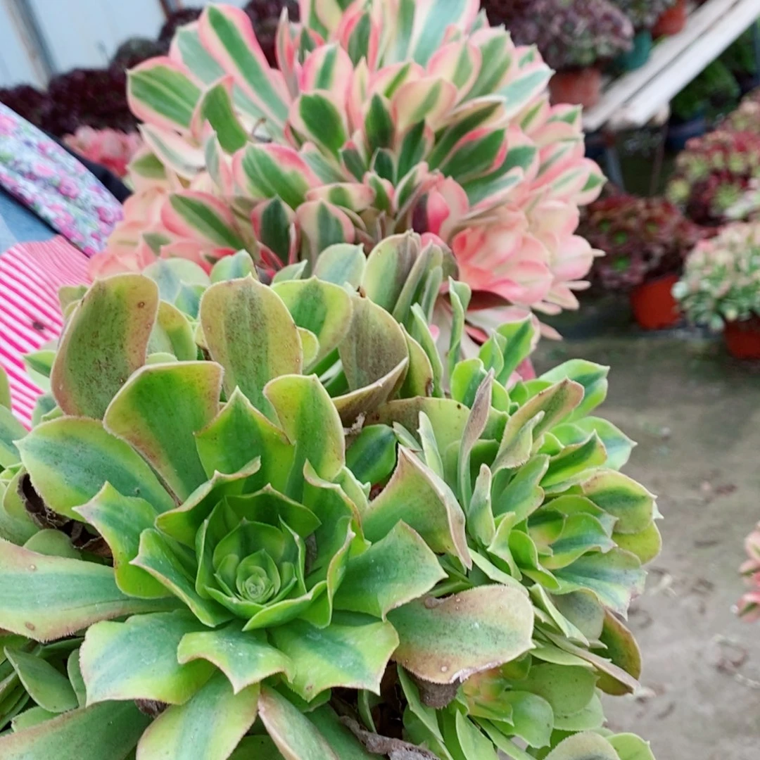 完全开放烟雨➕维纳多肉1颗