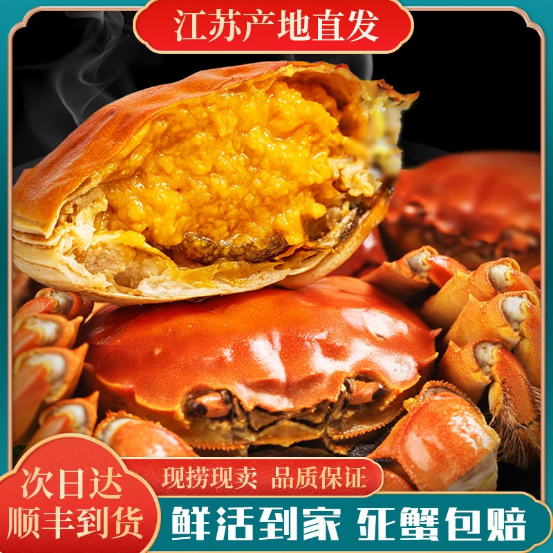 【活蟹】江苏河蟹 母蟹1.8-2.1两/只 到手8只 鲜活现捞 明天到