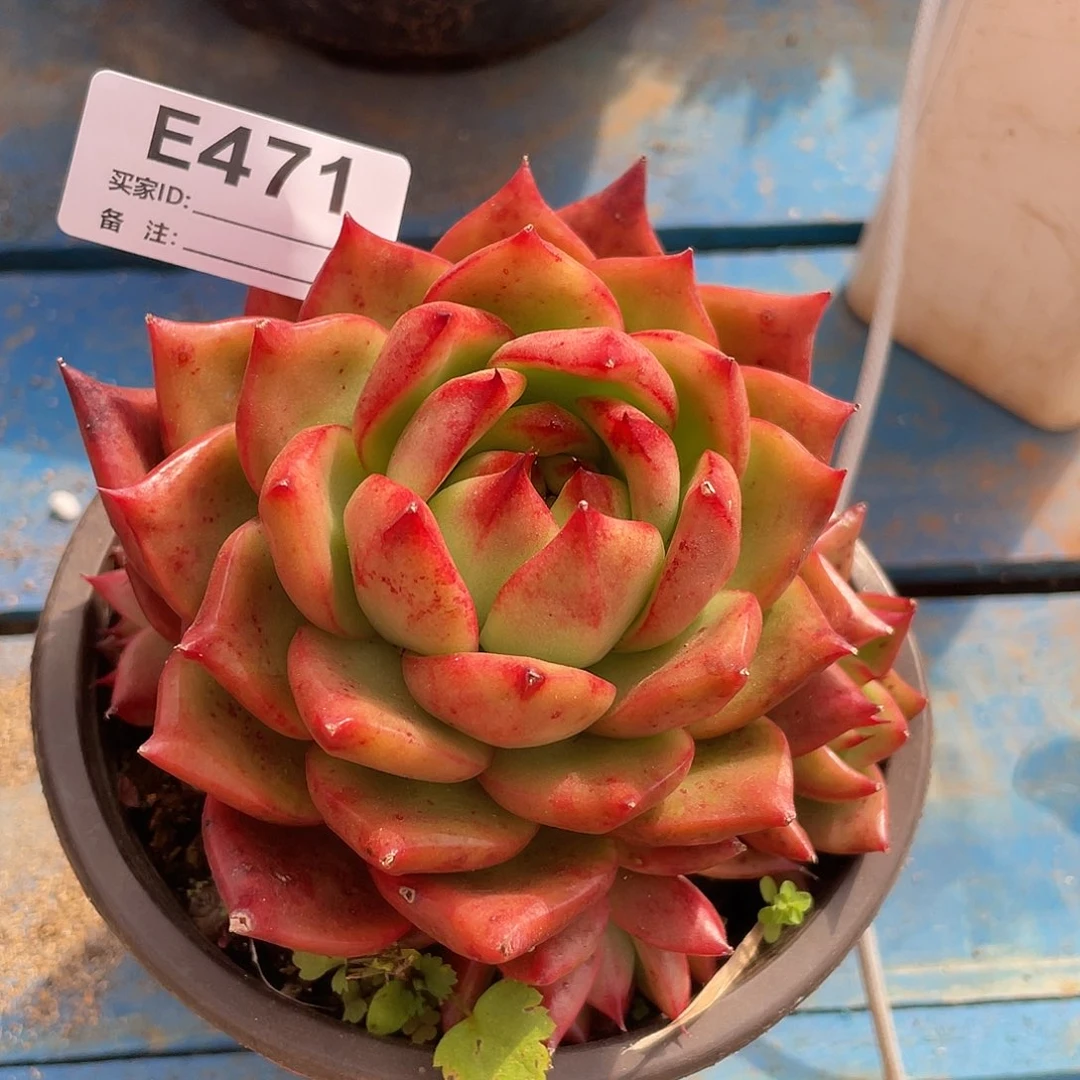 若如东云单拍E471