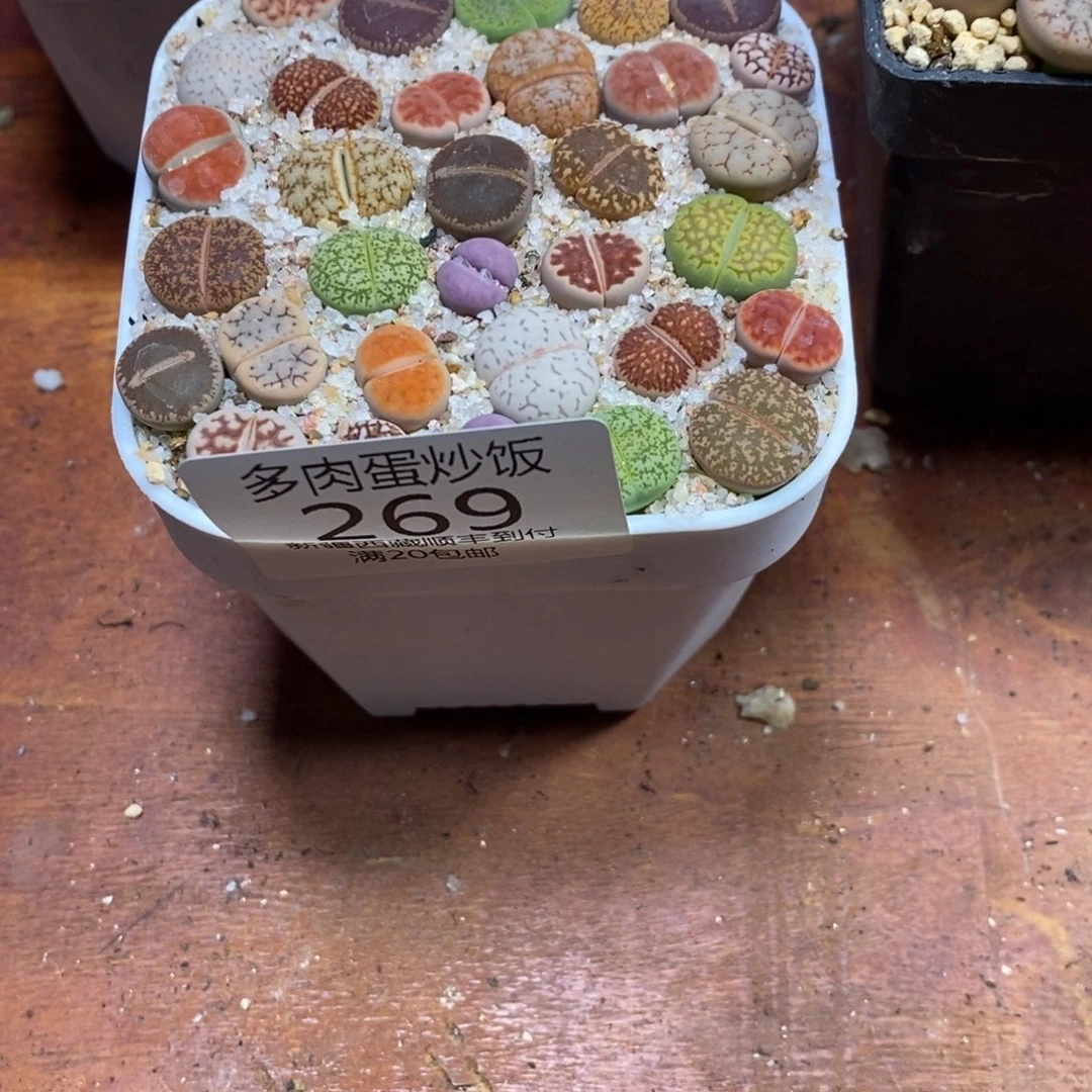 嘀*多肉蛋炒饭，感谢您相伴269