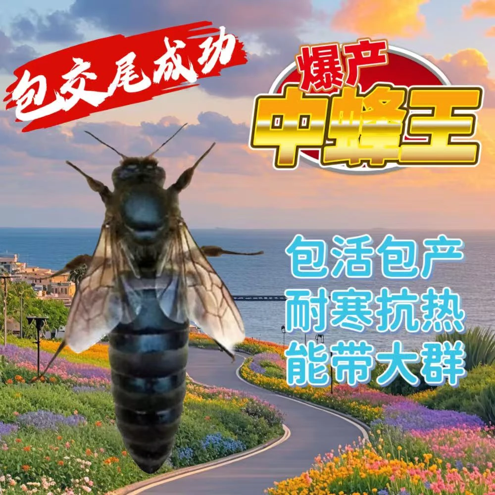 【包交尾成功】中蜂蜂王广东产卵王种王双色杂交阿坝交尾土蜂开产王