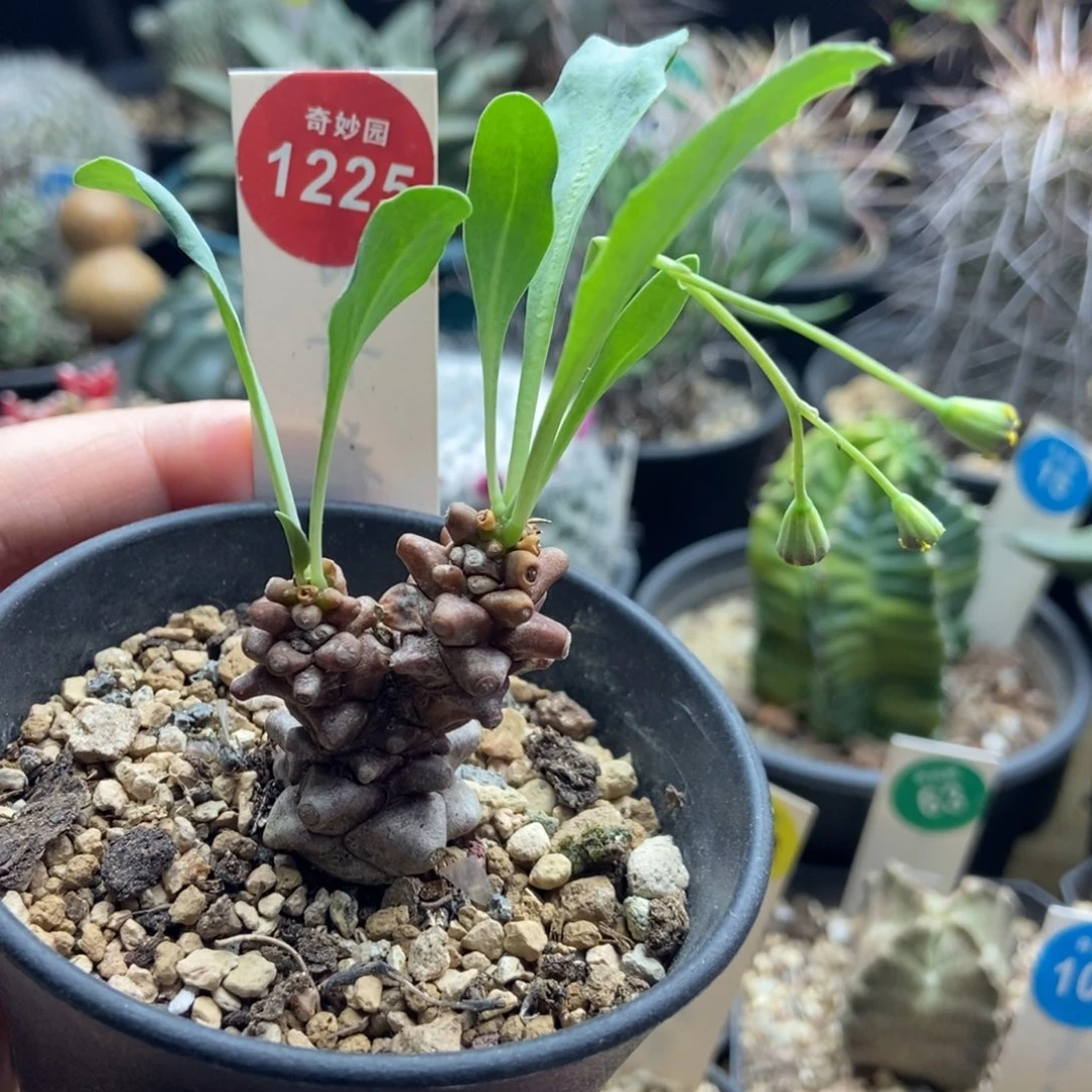 蛮鬼塔一颗仙人球