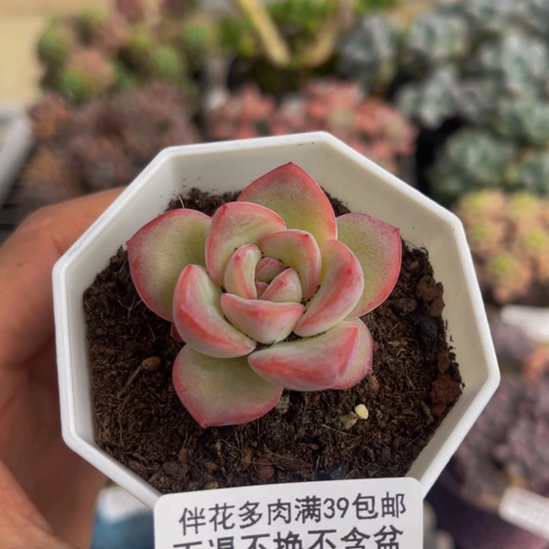 095-奶油泡芙多肉3cm