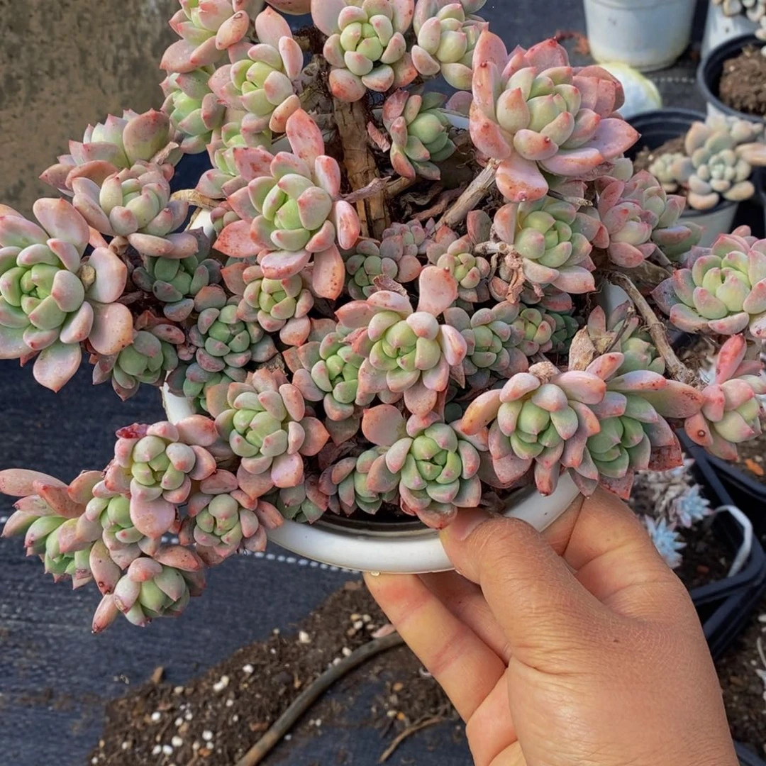 桃酥整桩大盆群多肉