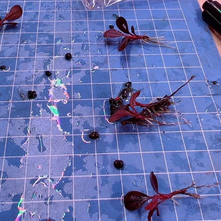 辣椒榕纹路精品福利