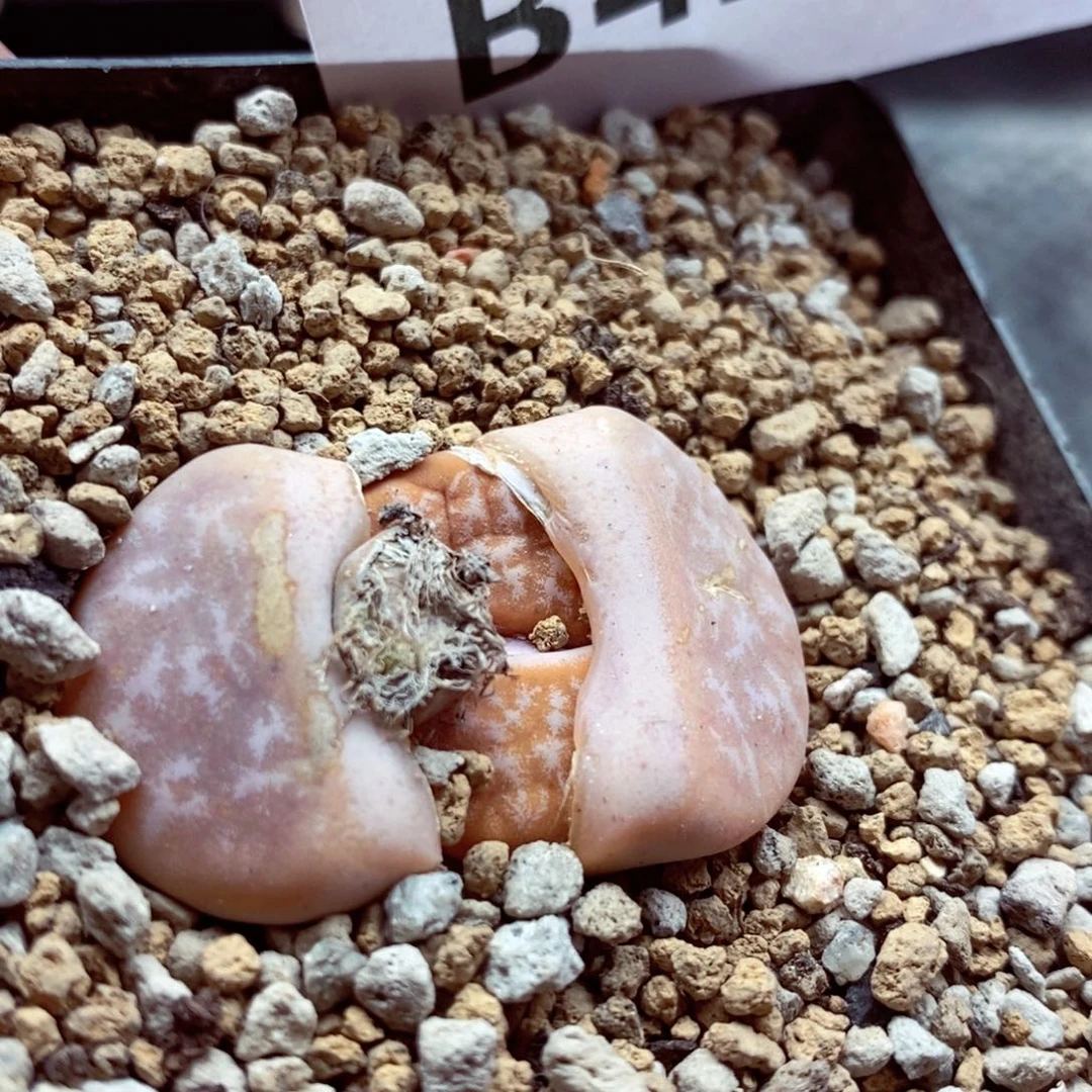 我的小姐姐们都是我428