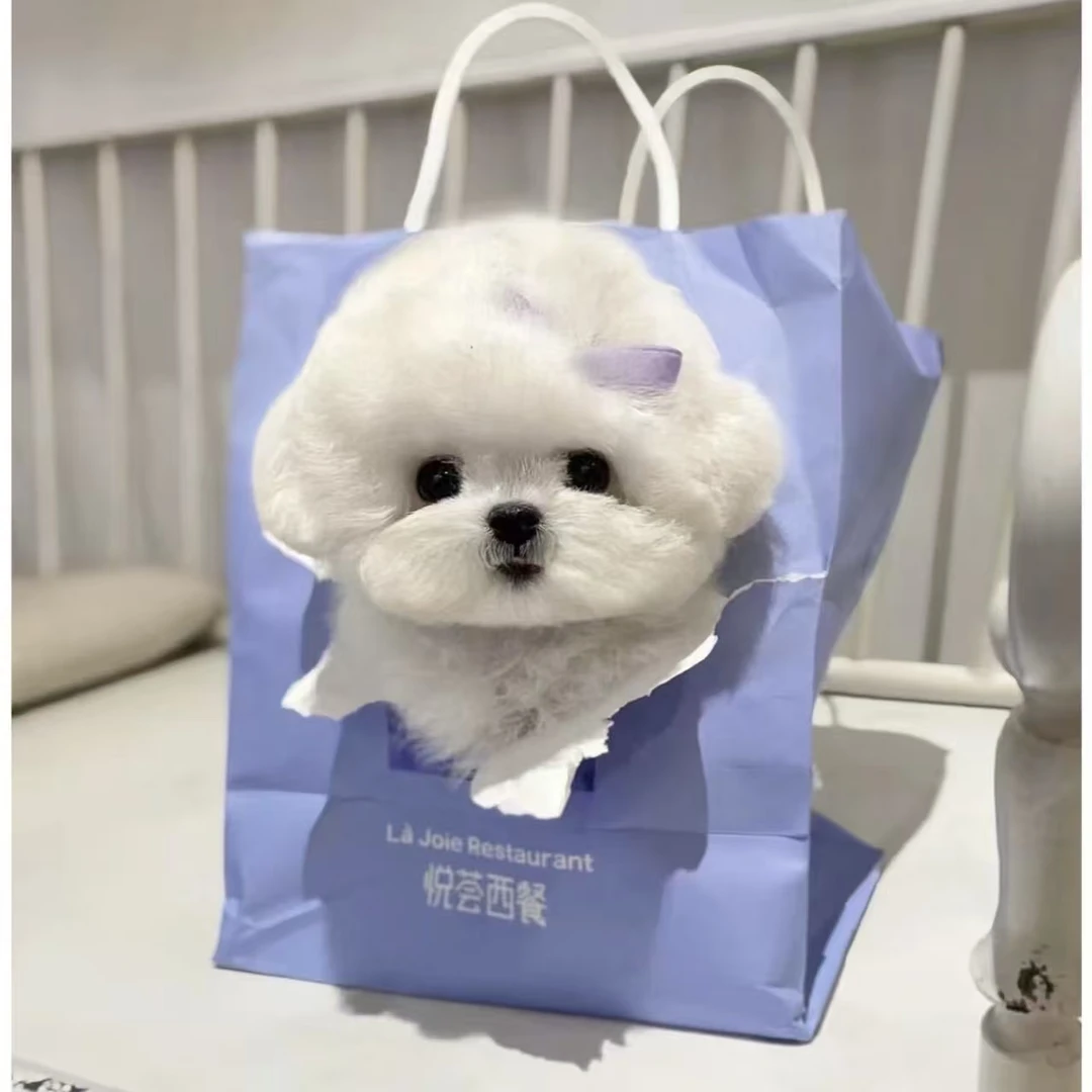 泰迪雪纳瑞韩系比熊幼犬萌宠活体