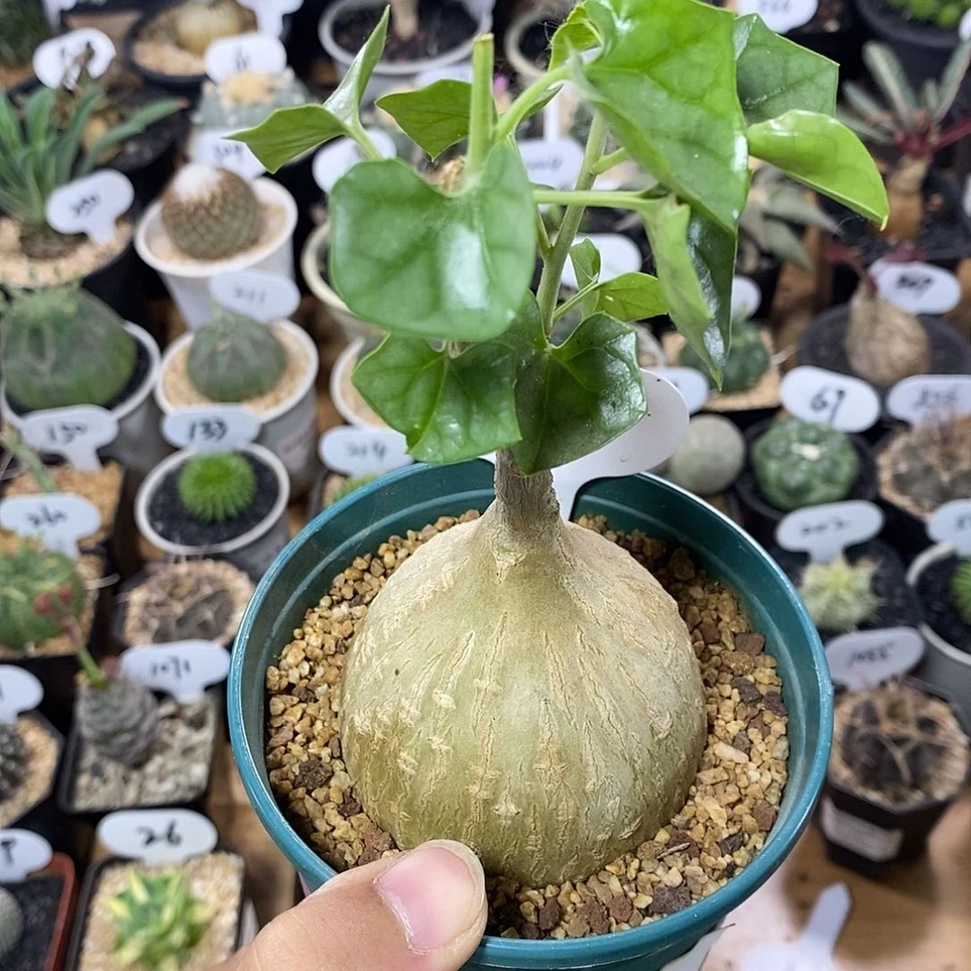 复**朴专拍208号银叶睡布袋