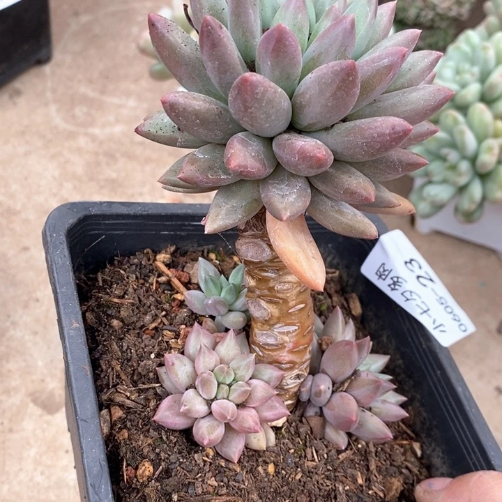 小七夕多肉美人23