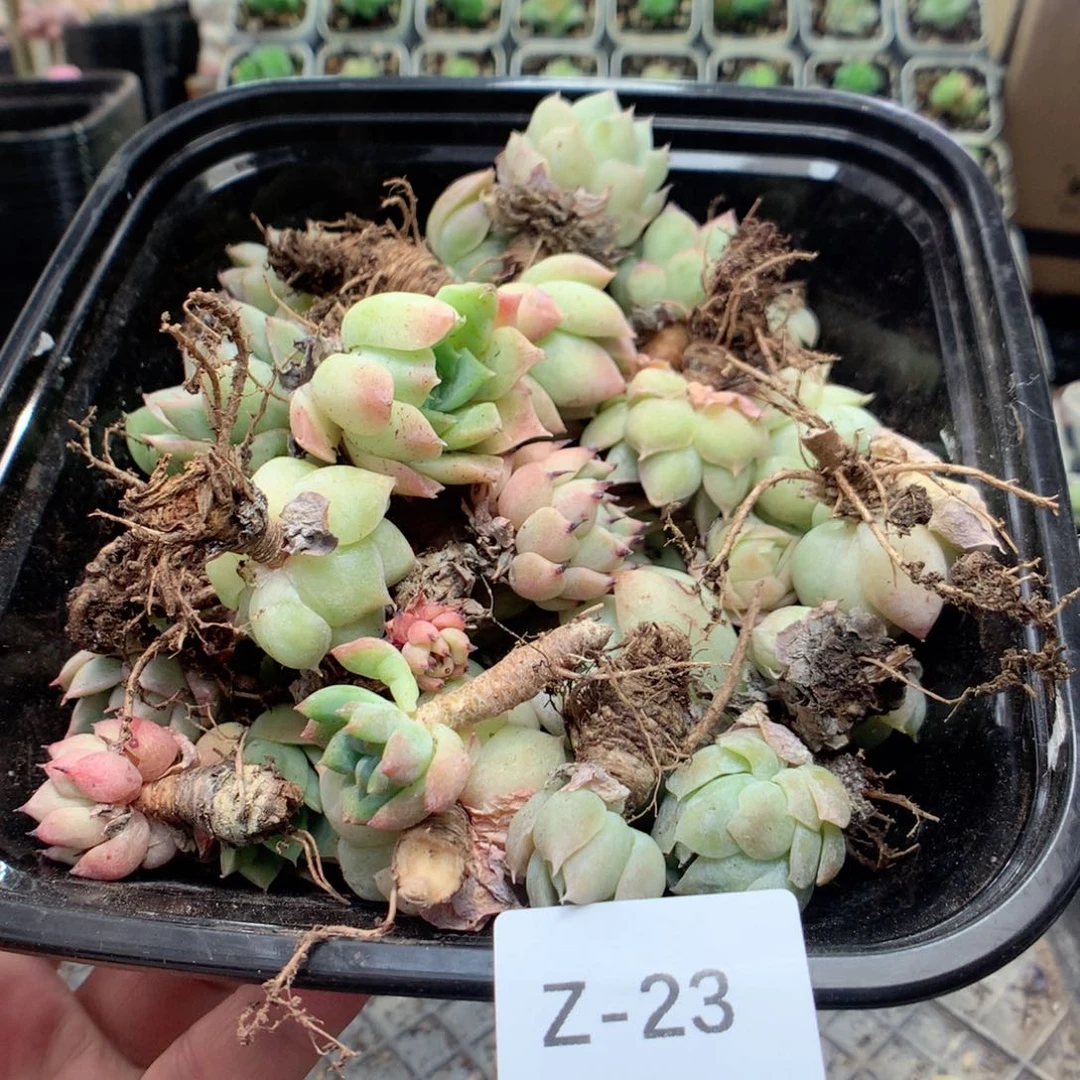 无花朵Z23英语英语英语