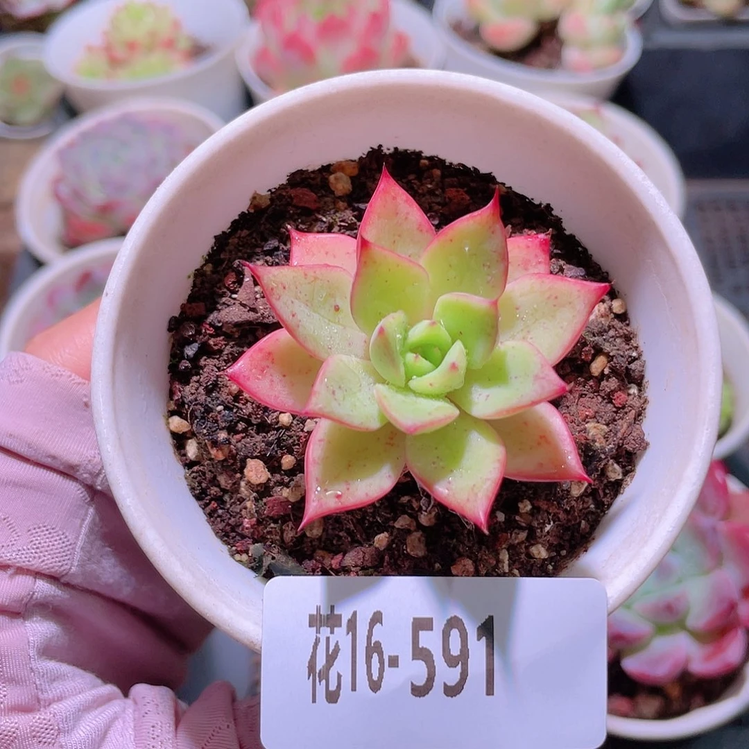 花利美16-591冰粉