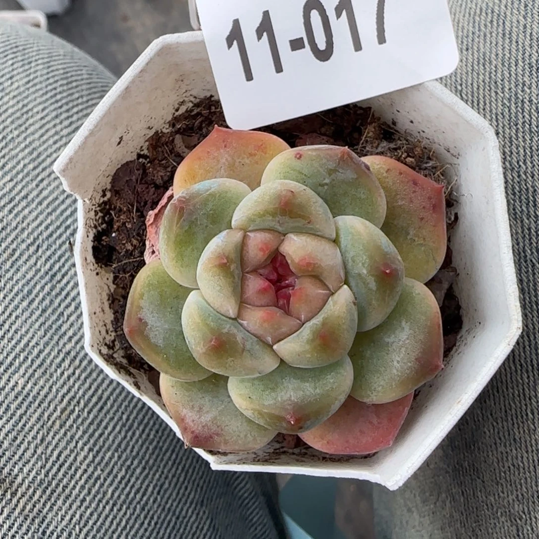 小卡拉米糖心一物一拍