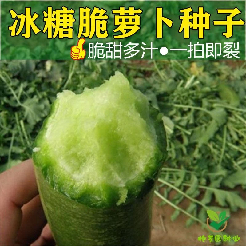 沙窝冰糖脆水果萝卜种子生吃脆甜蔬菜种孑四季播种阳盆栽绿萝卜籽