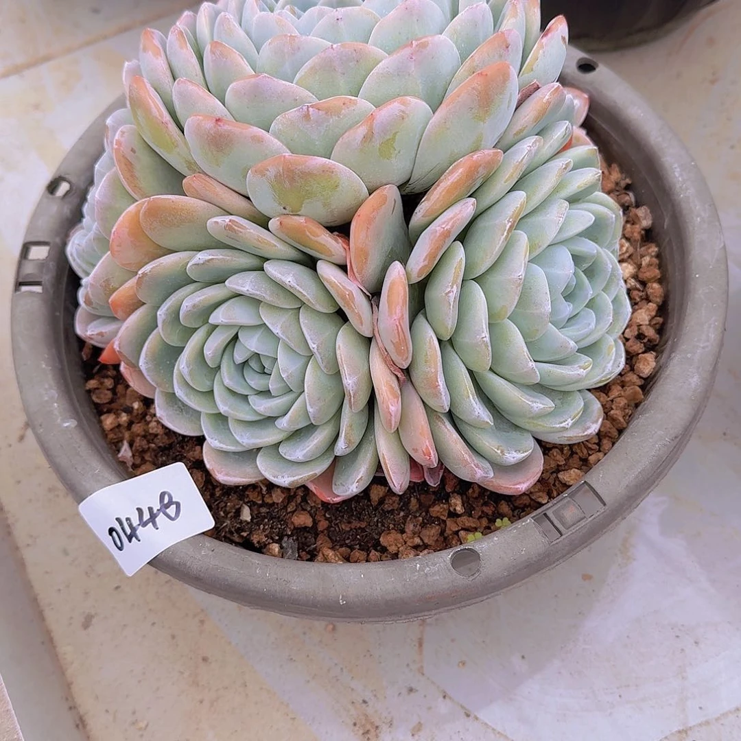 晓****?0448冰玉多肉植物