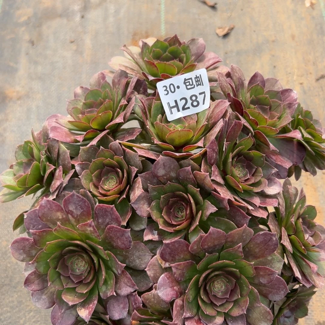 287万圣节多肉法师