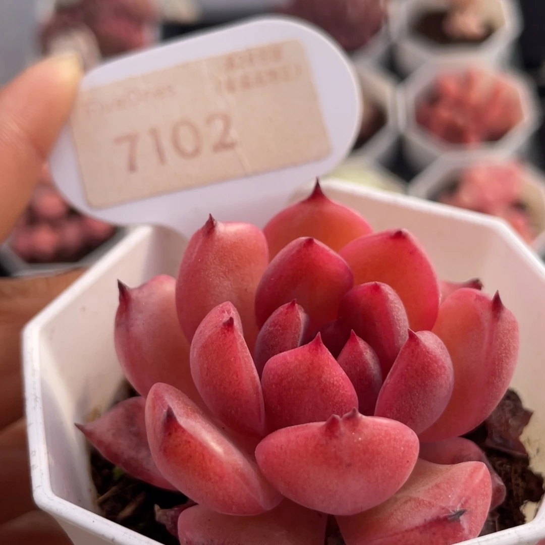 紫薇7102-5.0厘米