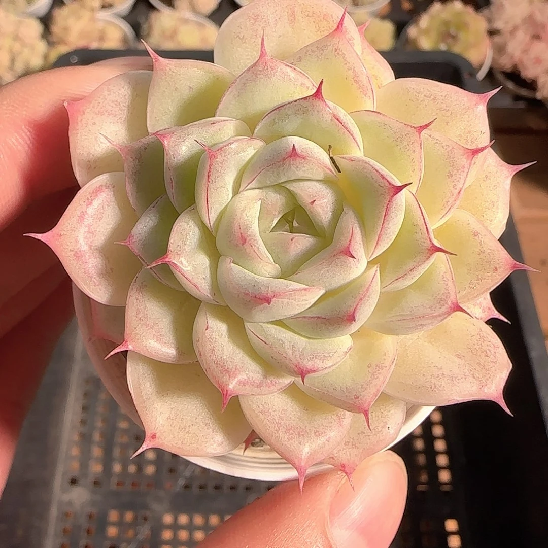 多肉1124-127女王