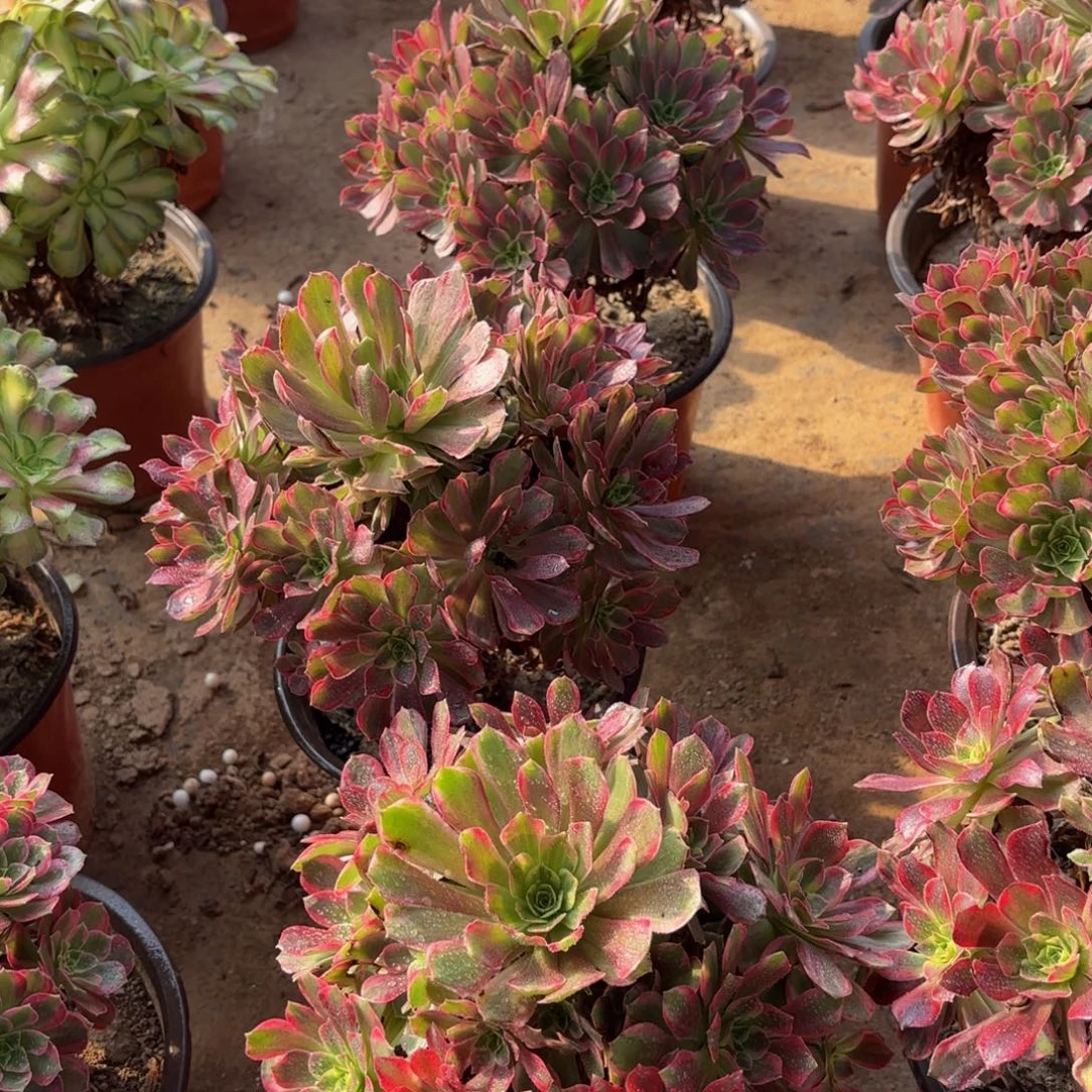 安娜法师12.8多肉植物