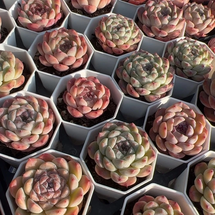 冰魄 满30包邮发货