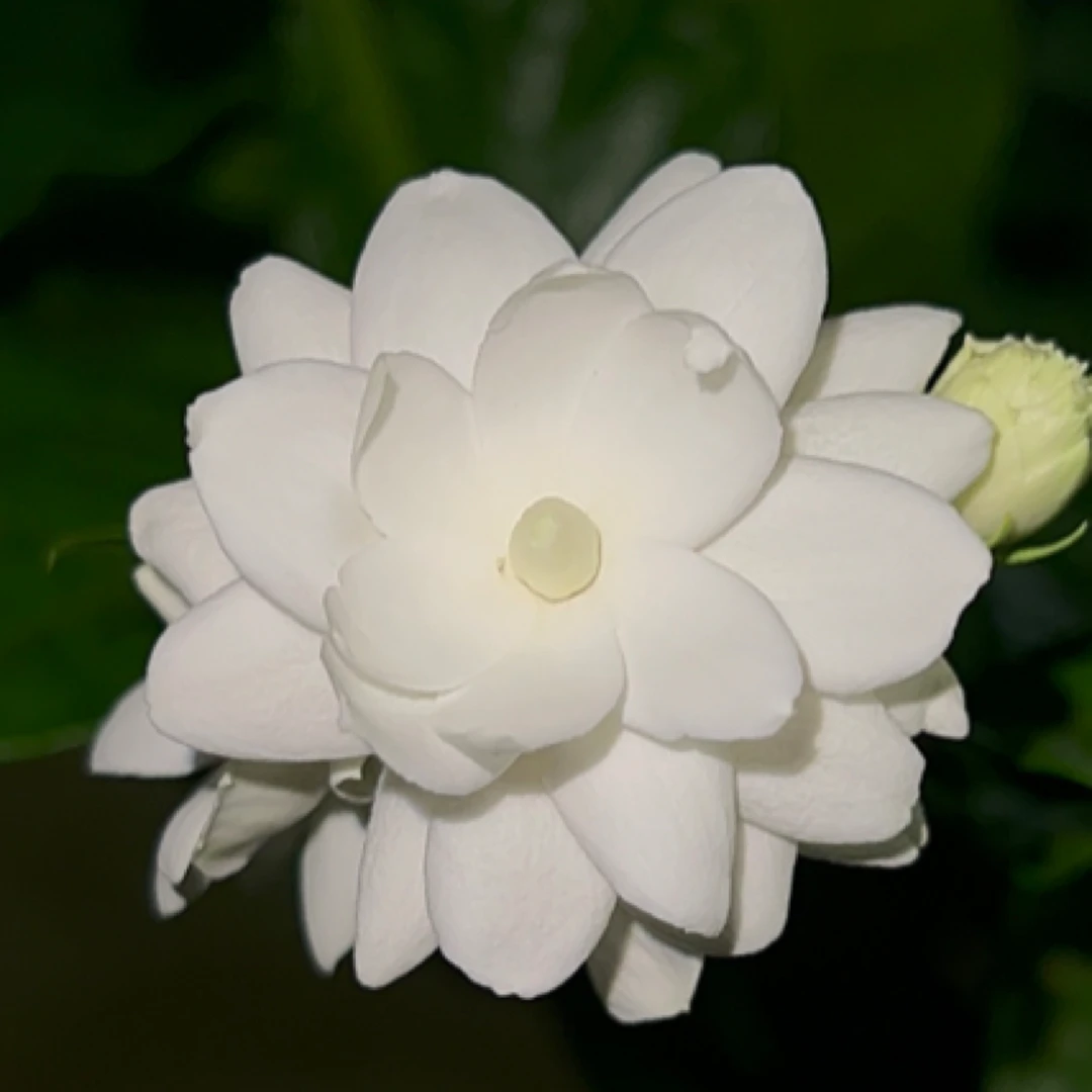 云南茉莉花苗 虎头盆栽室内客厅重瓣浓香四季开绿植观花浓香植物