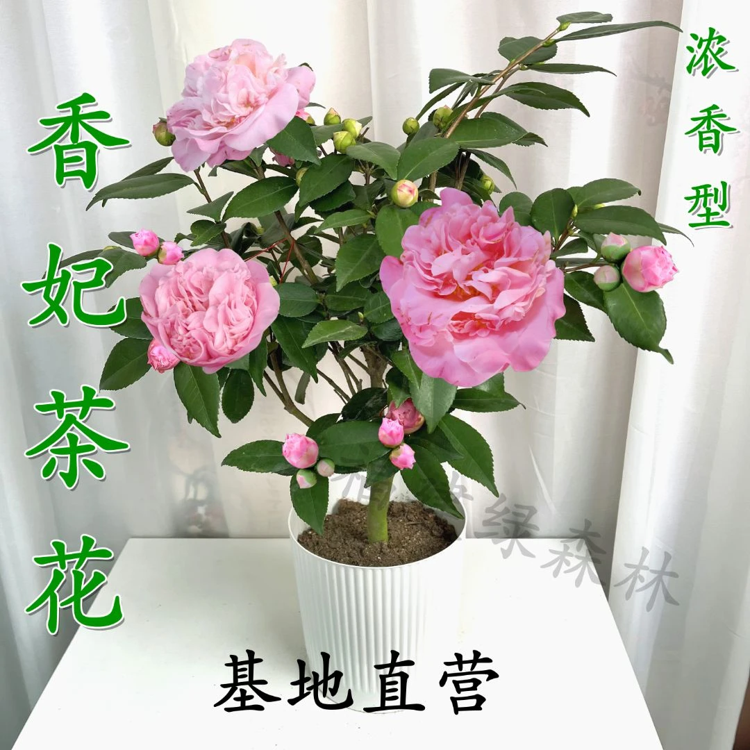 春季热卖款四季香妃山茶花树苗浓香型庭院阳台花卉室内好养