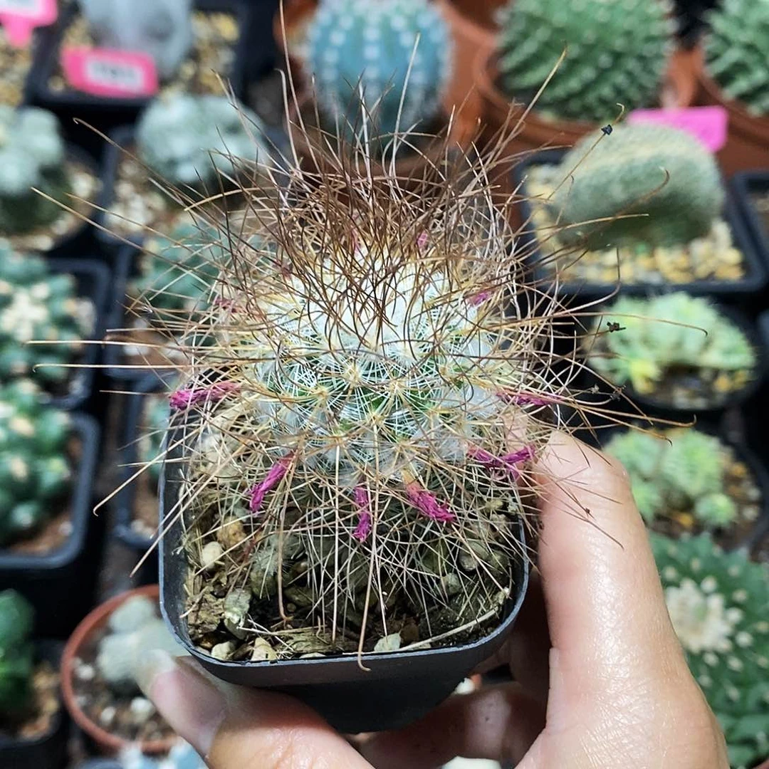 花花草草花花草草