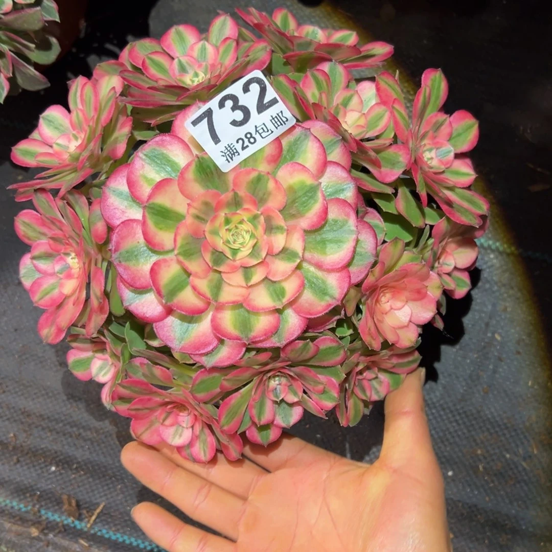 多肉植物732多肉植物