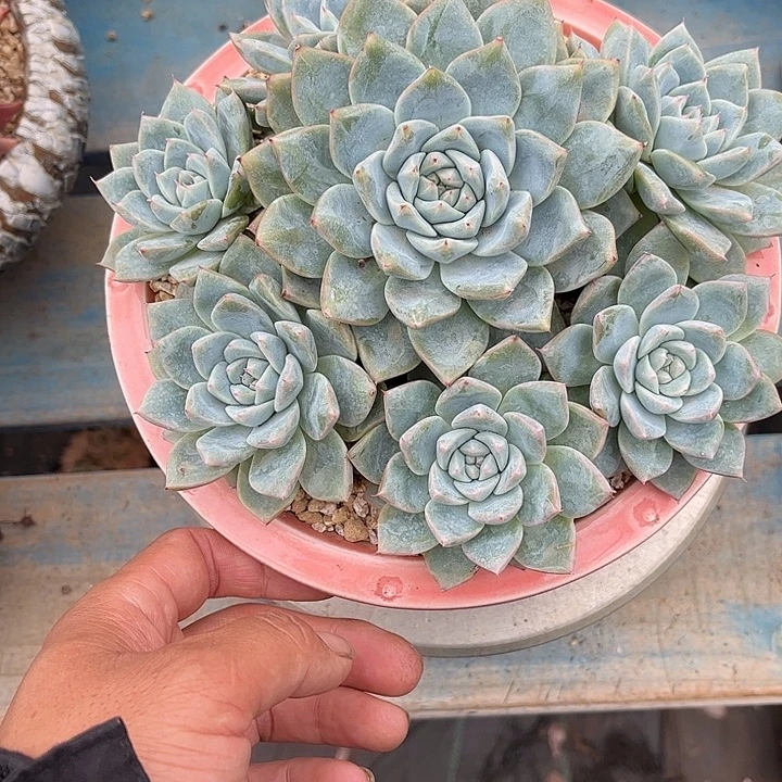雨***后多肉植物一物一拍