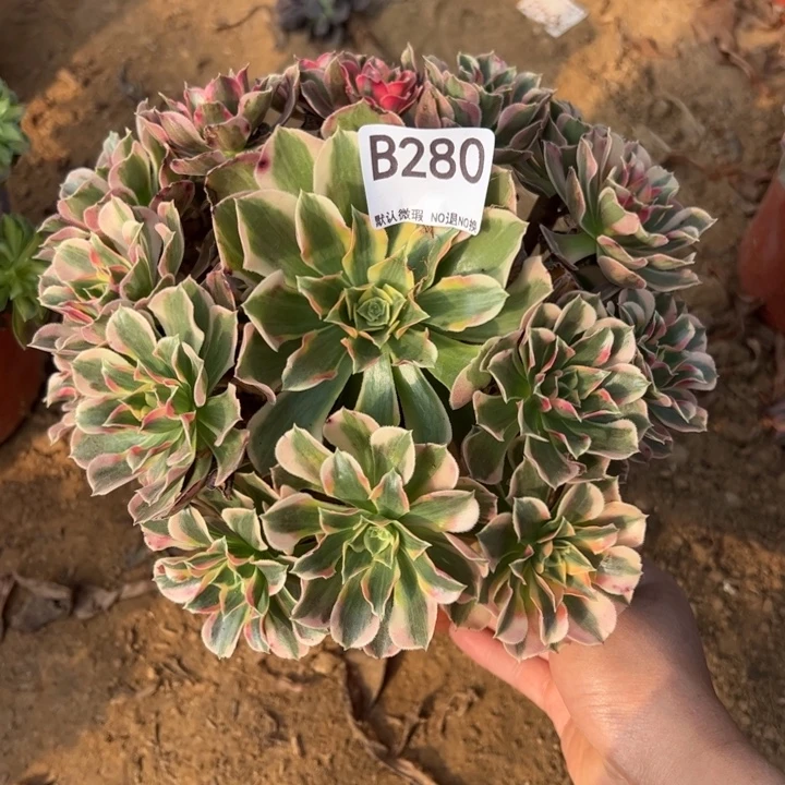 粉女郎多肉植物280.