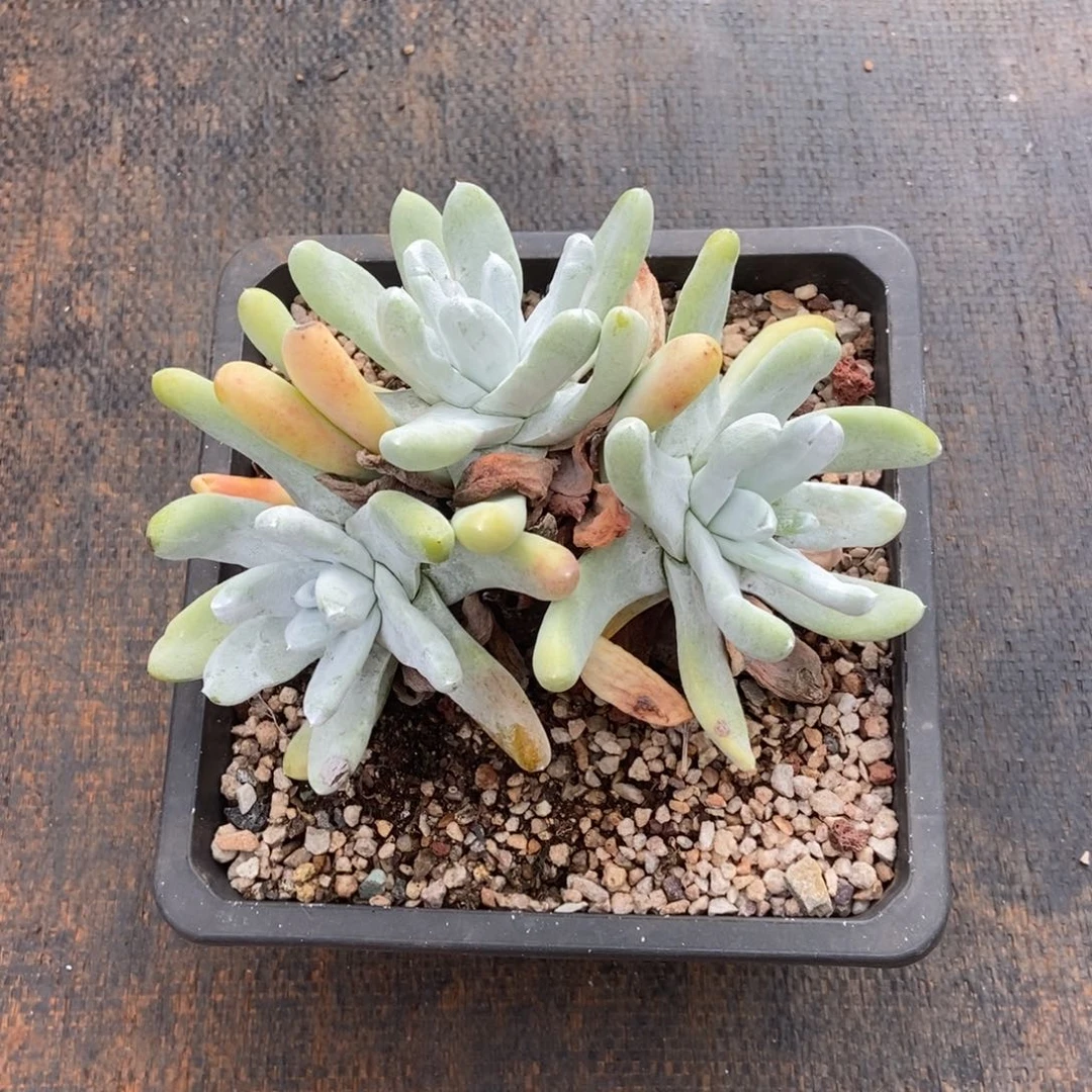 拇指多肉植物石化