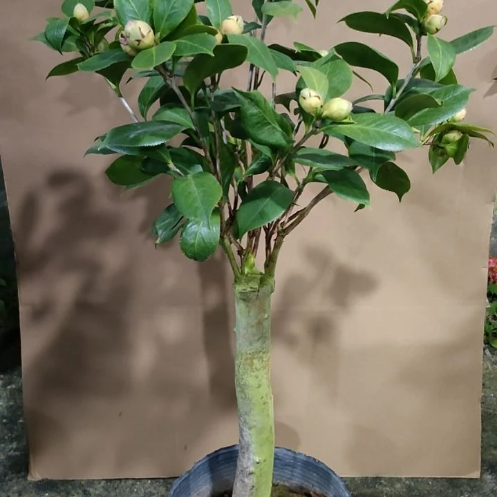 303海伦，原盆原土发货