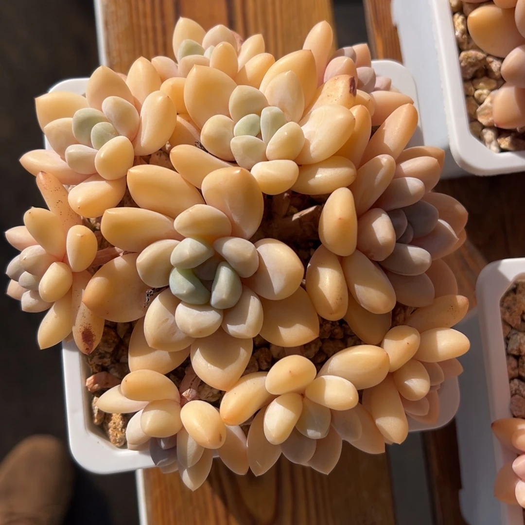 张张精品多肉甄选香水