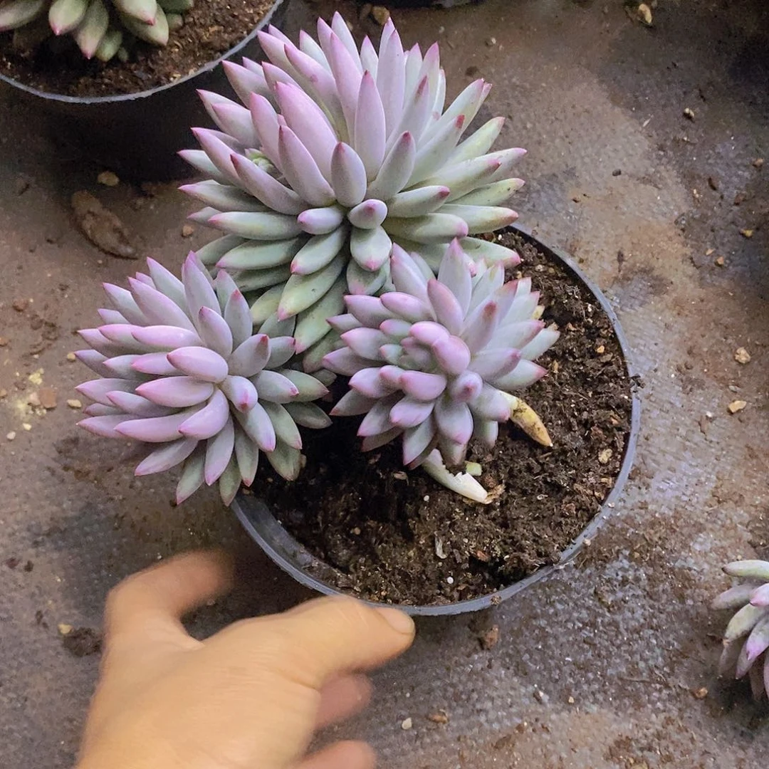 多肉植物多肉植物